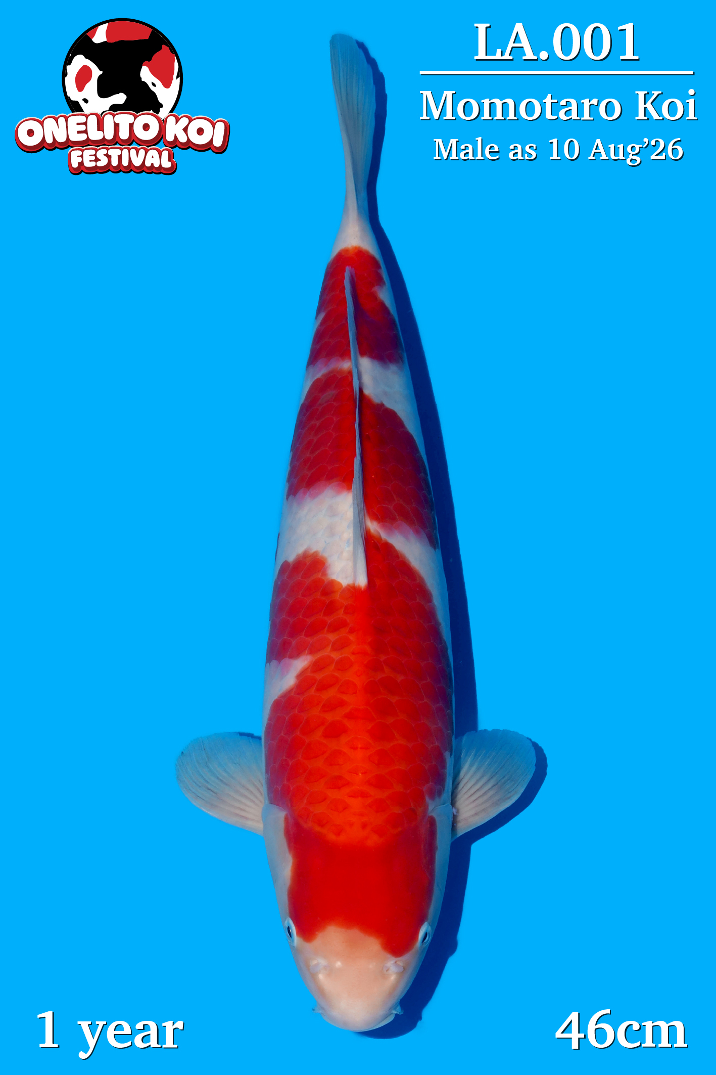 Kohaku